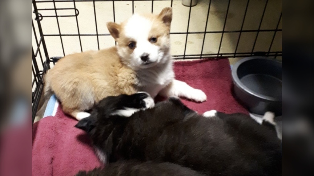 Puppies transferred to North Bay Humane Society