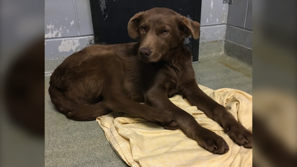 Chocolate lab was one of 87 dogs and puppies