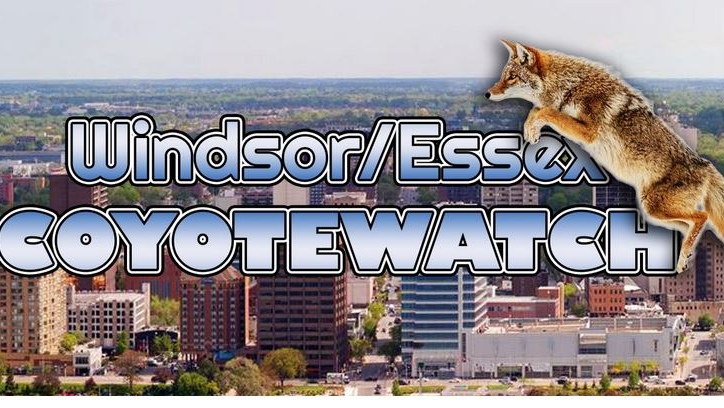 The site Windsor/Essex Coyote Watch has recently gone online. (Courtesy Windsor/Essex Coyote Watch/ Facebook)