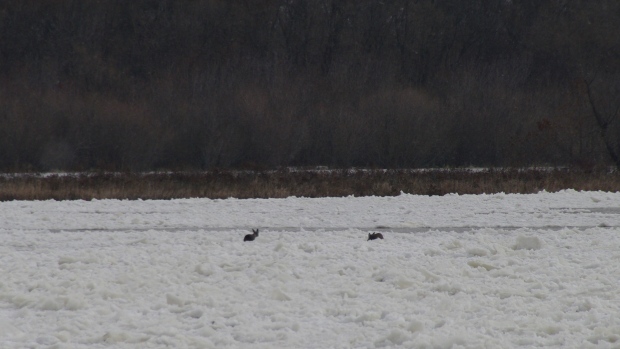 A rescue for two deer trapped on thin ice would be 'extremely dangerous': province - CTV News