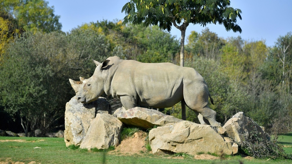 World's oldest captive white rhino dies in French zoo | CTV News