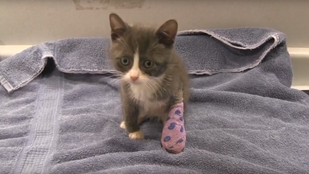 Kitten surrendered to SPCA