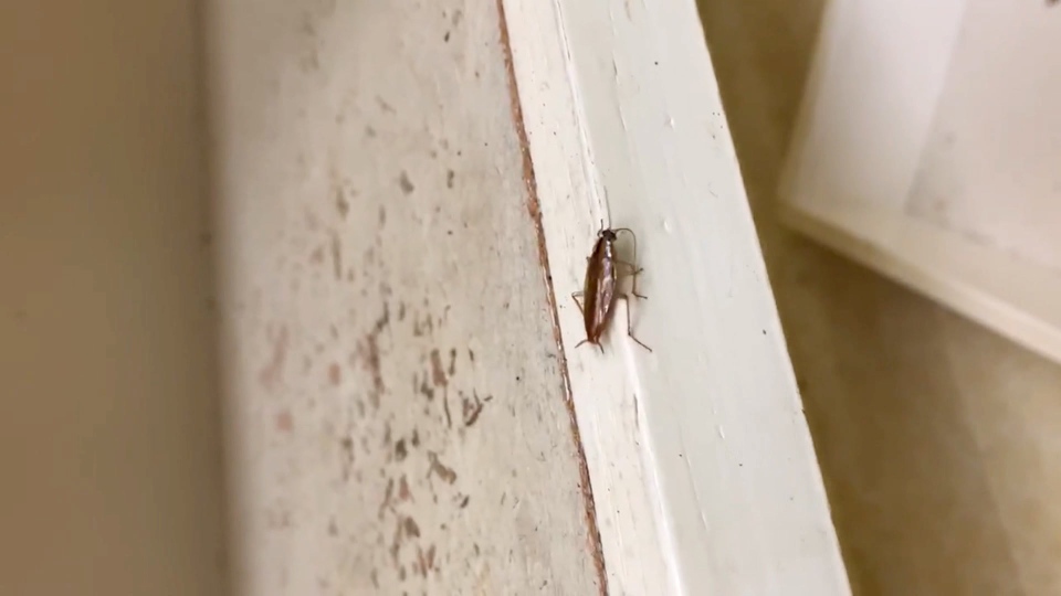 Calgary cockroach