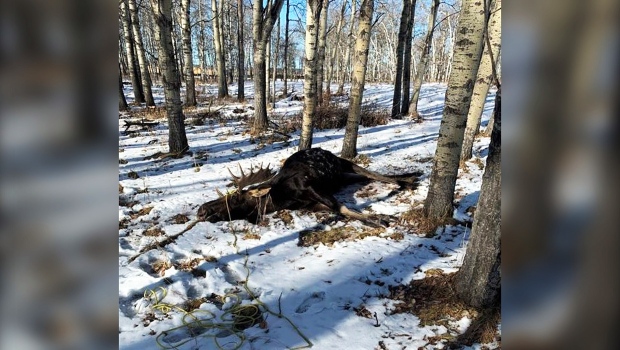Moose found dead near Cochrane left illegally, Alberta Fish and Wildlife ask for tips - CTV News