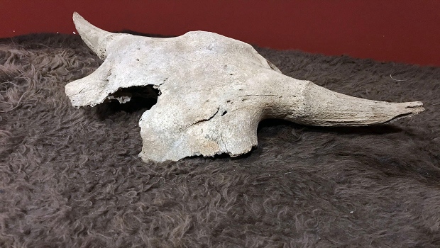 2,000 year-old bison skull discovered in Banff returned to Siksika First Nation