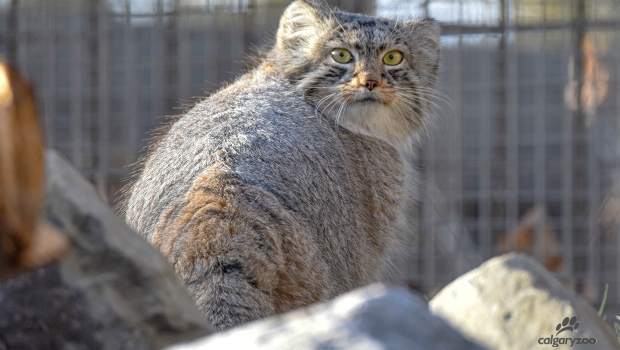 2 Pallas's cat sisters move into Calgary Zoo Eurasia habitat