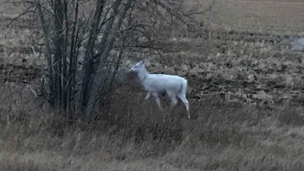 Caught on camera: Rare albino deer spotted near Moose Jaw
