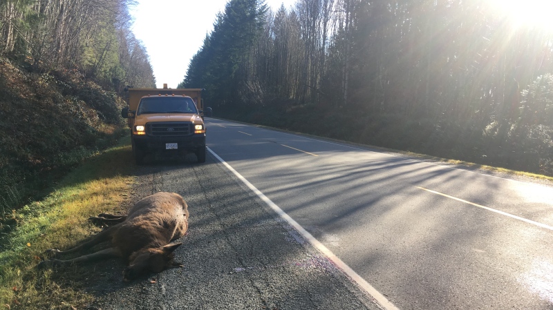 This elk was struck at 7 a.m. Wednesday on Highway 18 near Lake Cowichan. (CTV Vancouver Island)