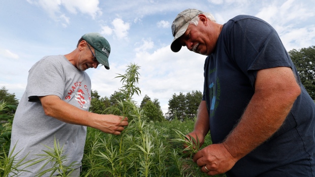 In this Aug. 21, 2019 photo, Jeff Dennings, left, and Dave Crabill industrial hemp farmers, check plants at their farm in Clayton Township, Mich. (AP Photo/Paul Sancya)