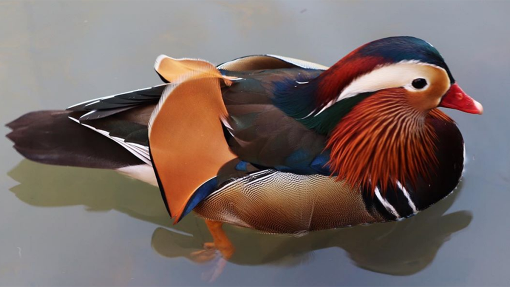Mandarin duck in B.C.