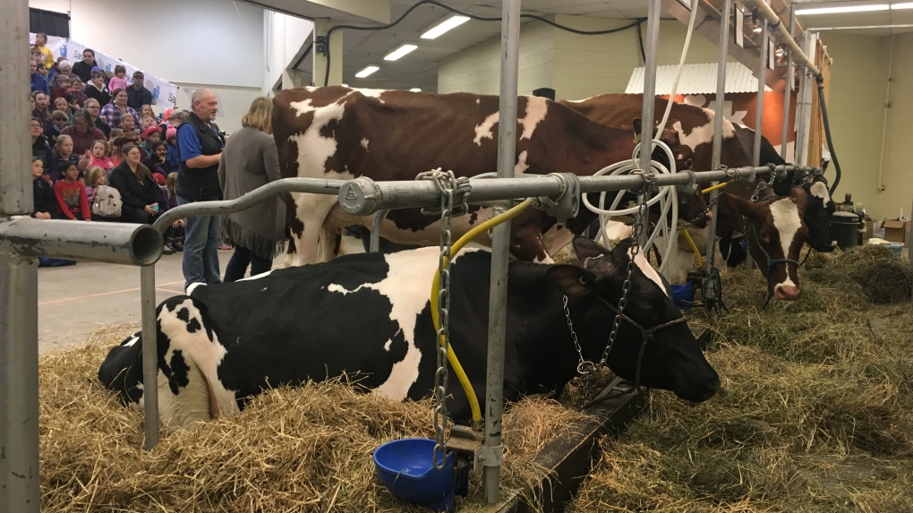Milking cows - agribition