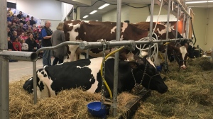Cows waiting for a milking demonstration at the Canadian Western Agribition in Regina. (Cole Davenport/CTV News)