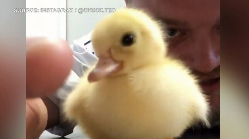 Paramedic Ted Daigle from Antigonish, Nova Scotia, with his pet duck Chuck, when she was a duckling. (Instagram/@Chuck.Ted)