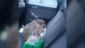 The coyote, awake, sitting in the car. (Source: Facebook/Aviva Cohen)