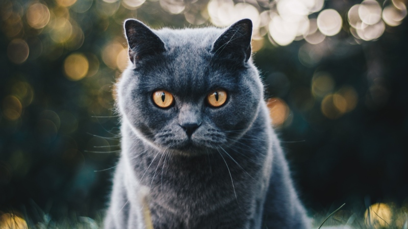 A grey cat with yellow eyes is seen in this file photo. (Kirsten Bühne/Pexels)