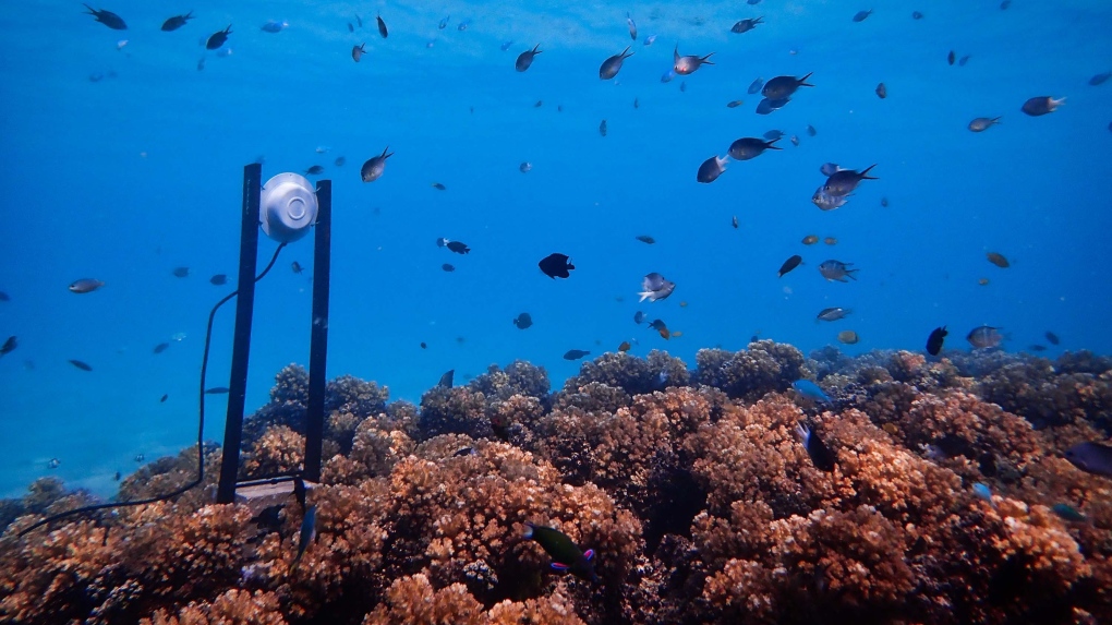 underwater speaker