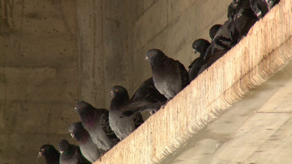 Saskatoon pigeons