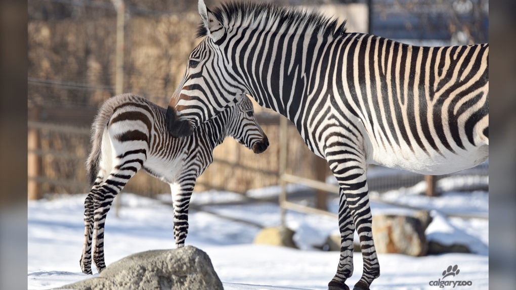 Calgary Zoo zebra foal