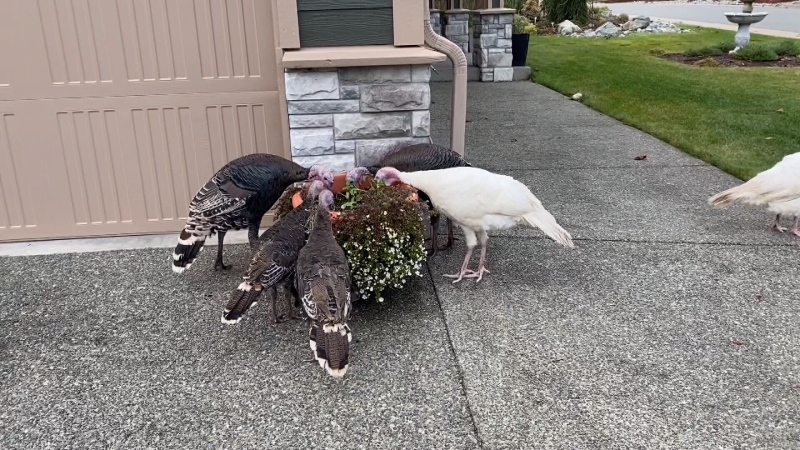 Mill Bay residents say nine wild turkeys mysteriously invaded their quiet neighbourhood and stayed in the area for a week: (Roger and Gail Andersen )