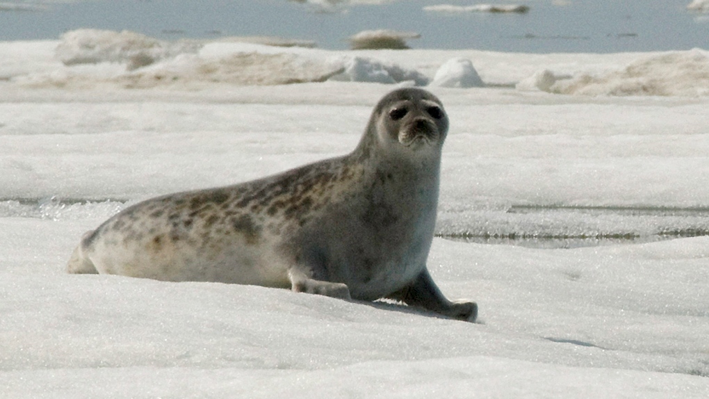 an adult ringed seal
