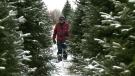 Pud Johnston surveys this year's crop of Christmas trees at his Oxford Station farm.