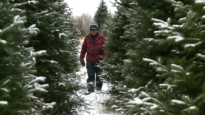 Pud Johnston surveys this year's crop of Christmas trees at his Oxford Station farm.