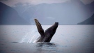 A humpback whale breaks through the water of Hartley Bay along the Great Bear Rainforest, B.C. Tuesday, Sept, 17, 2013. (The Canadian Press/Jonathan Hayward)
