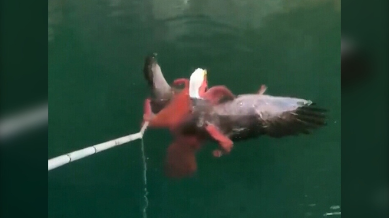 An island bald eagle was rescued from a watery demise Monday afternoon after workers at Mowi Canada West fish farm rescued the bird from the tentacles of a hungry octopus. (Mowi Canada West) 
