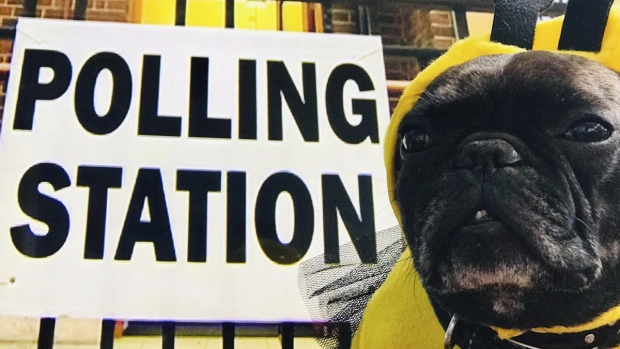 A dog dressed as a bee at a polling station