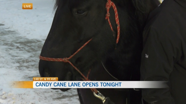 Candy Cane Lane horses