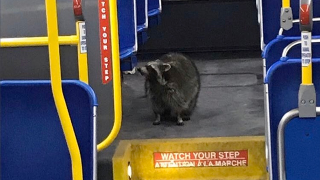 Raccoon on an LTC bus