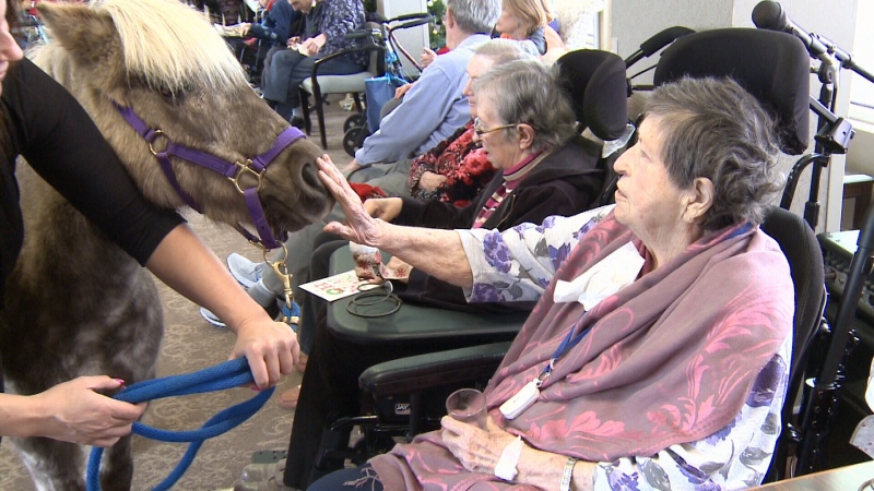 Ponies visit seniors at retirement residence