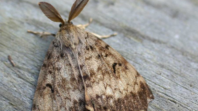An adult male Lymantria moth is pictured: (BProvince of B.C.)