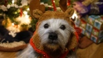 Our dog, Bekki with her Christmas gear on. (Gloria Tunn/CTV Viewer)