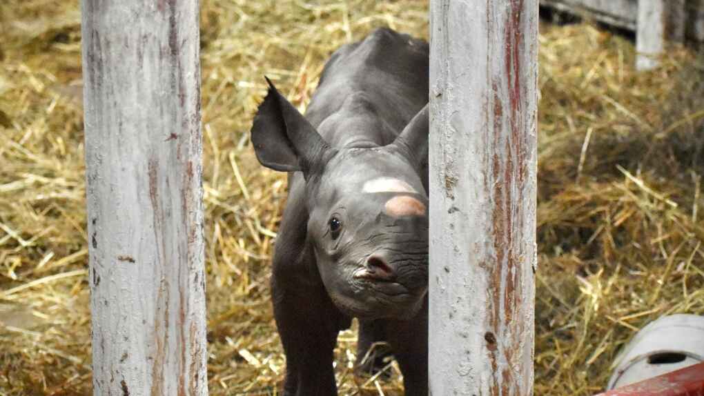 Lansing Zoo is Celebrating Birth of Endangered Black Rhino