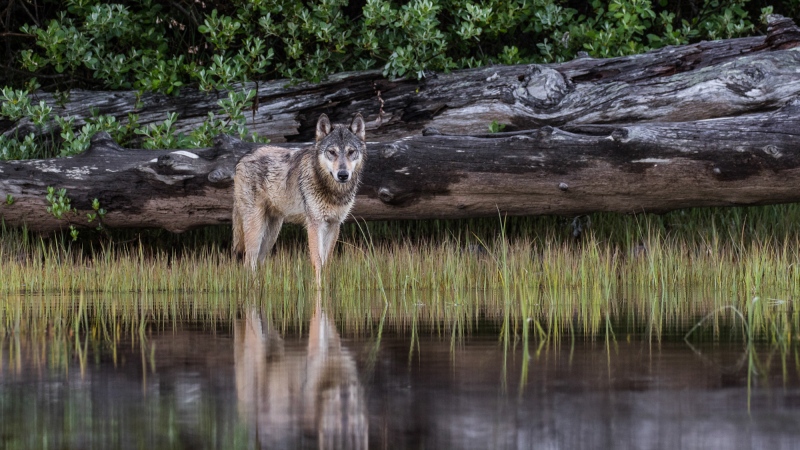 Rare Vancouver Island coastal wolves were spotted by a pair of wildlife photographers in May, 2019: (Liron Gertsman)
