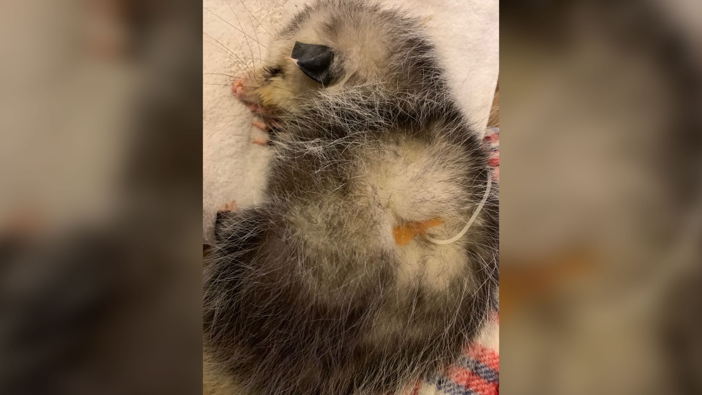 Baby opossum 