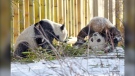 Twin giant pandas Jia Panpan and Jia Yueyue left Calgary on Friday and arrived in China over the weekend. (Calgary Zoo)
