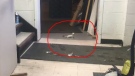 White weasel spotted in CTV's Sudbury studio Jan. 21/20 (Chelsea Papineau/CTV Northern Ontario)