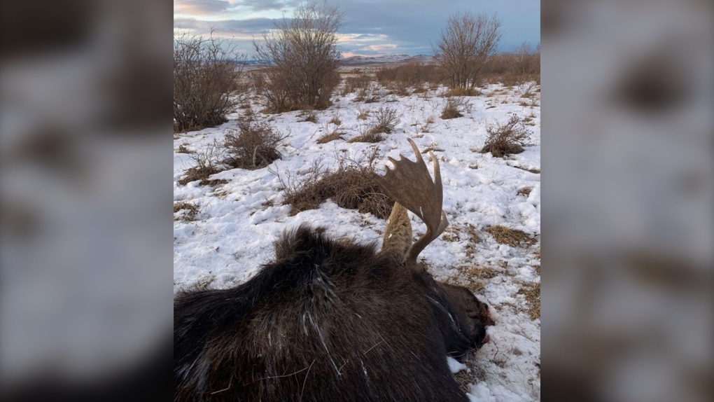 bull, moose, shot, Nanton, carcass