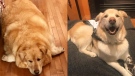 After nearly being euthanized by his previous owners, Kai lost more than 100 pounds in a year to become the healthy, happy pup he is today. (Courtesy Pam Heggie)