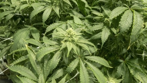 Cannabis plants are seen at a facility in Sainte-Eustache, Que., Wednesday, Feb. 20, 2019. THE CANADIAN PRESS/Ryan Remiorz