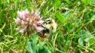 A bee on a flower in a Calgary garden
