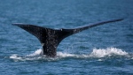 In this Wednesday March 28, 2018 photo, a North Atlantic right whale feeds on the surface of Cape Cod bay off the coast of Plymouth, Mass. THE CANADIAN PRESS/AP-Michael Dwyer