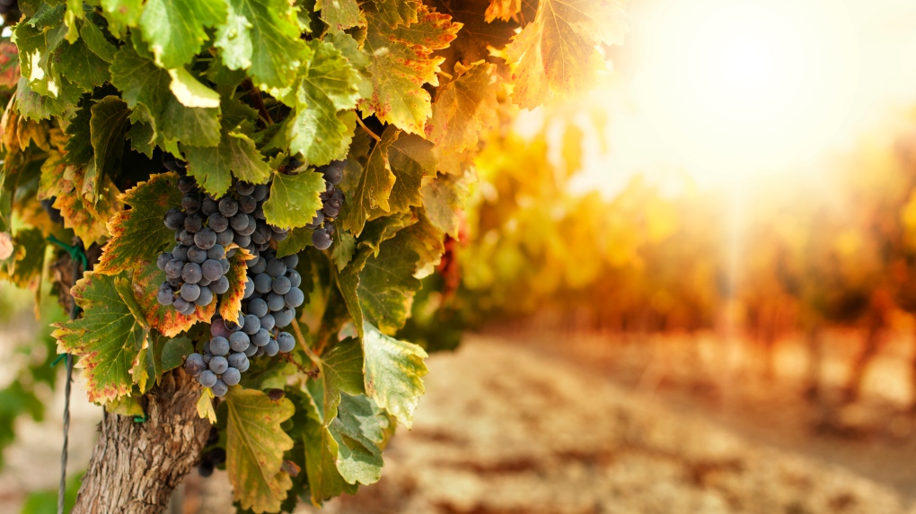 Vineyard grapes wine