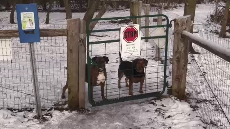 A pair of friendly faces greet arrivals at the Ingersoll Dog Park in Ingersoll, Ont. on Tuesday, Jan. 28, 2020. (Gerry Dewan / CTV London)