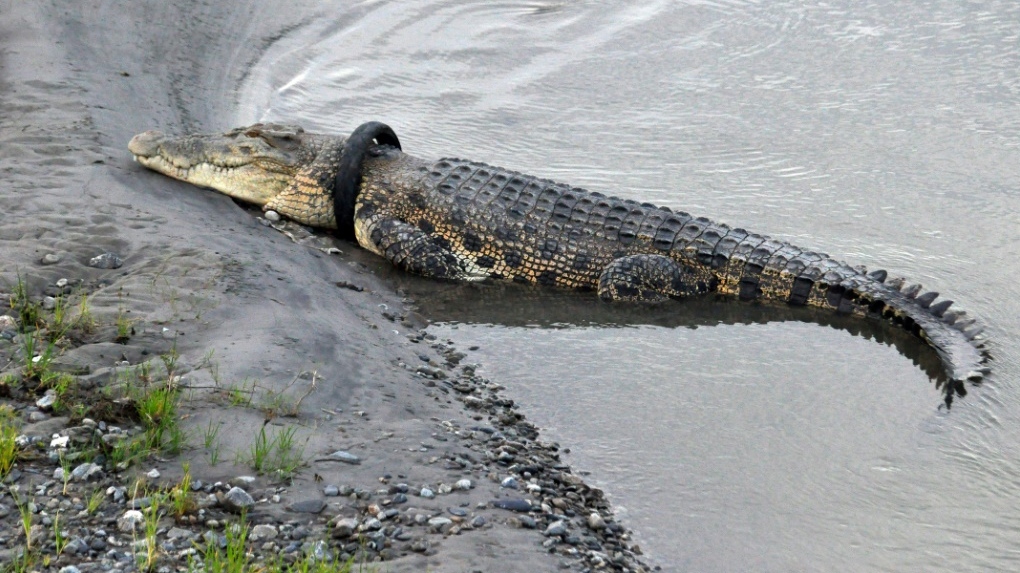 Huge croc