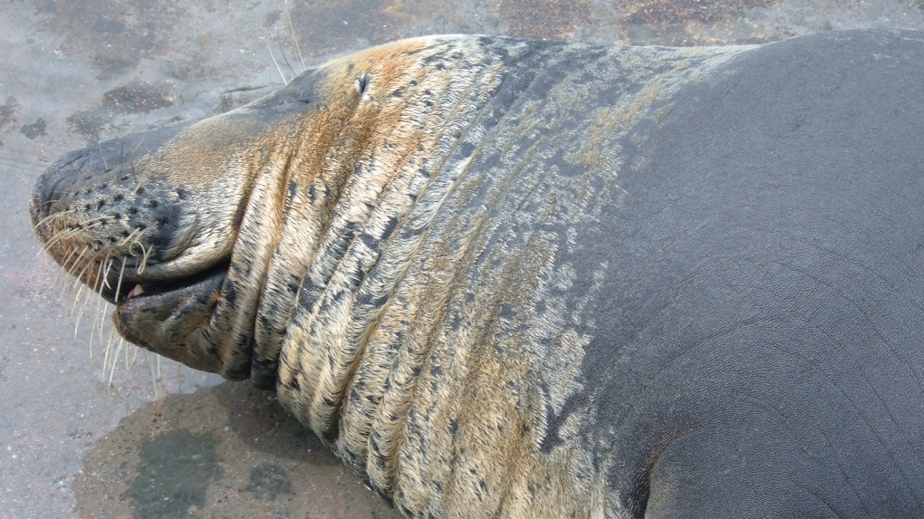Male grey seal