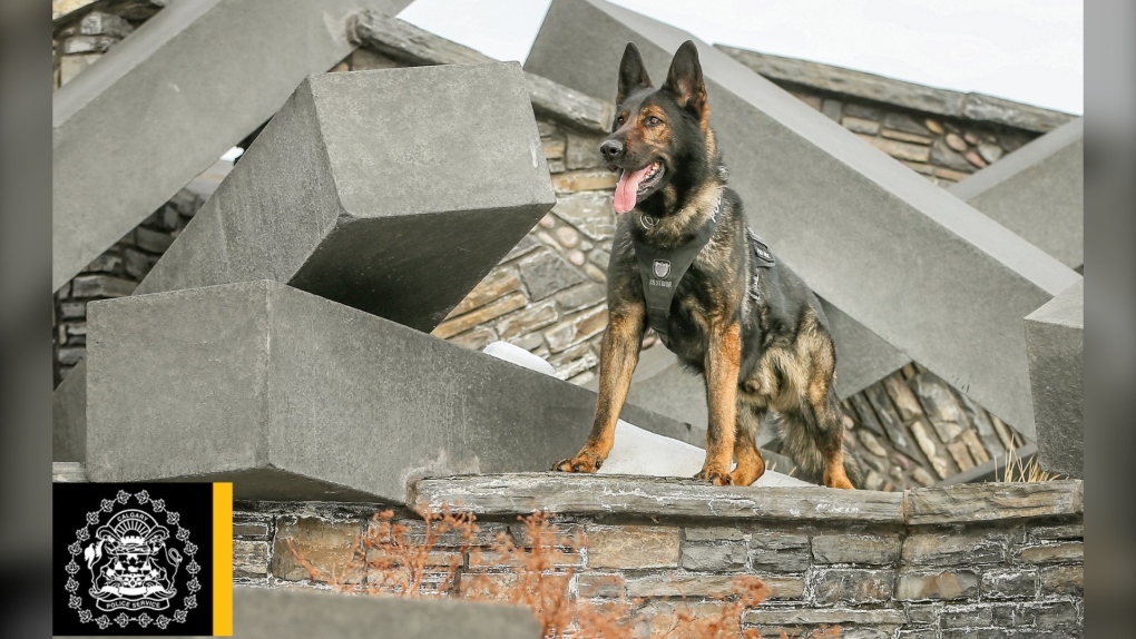 Max, police dog, German Shepherd, CPS