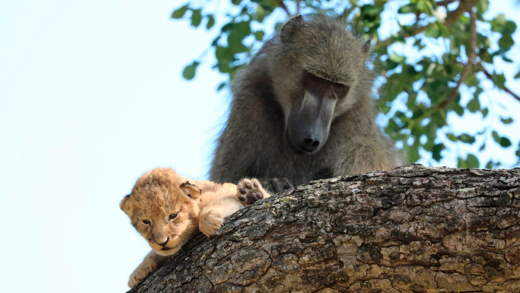 Lion King Irl Baboon Spotted Grooming Lion Cub Ctv News 
